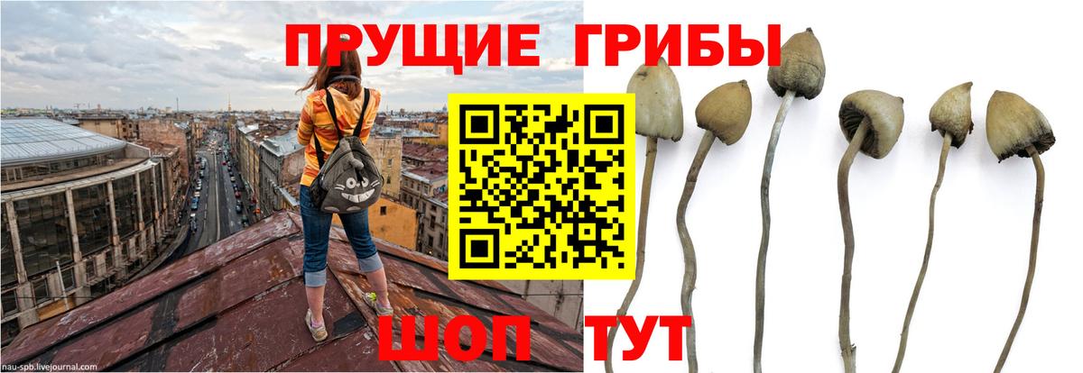 купить   Вход с VPN  Железногорск  Галлюциногенные грибы MAGIC MUSHROOMS 